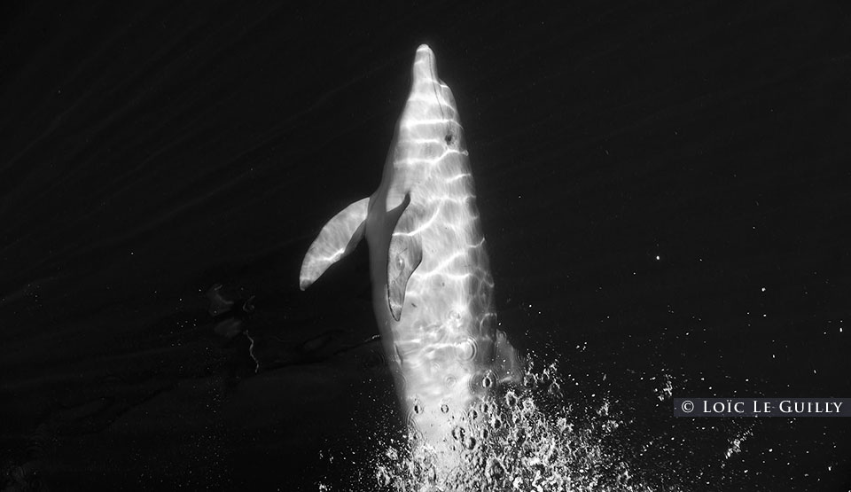 dolphin saying hello, Freycinet, Tasmania