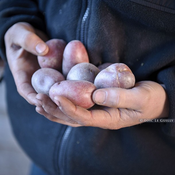 holding potatoes