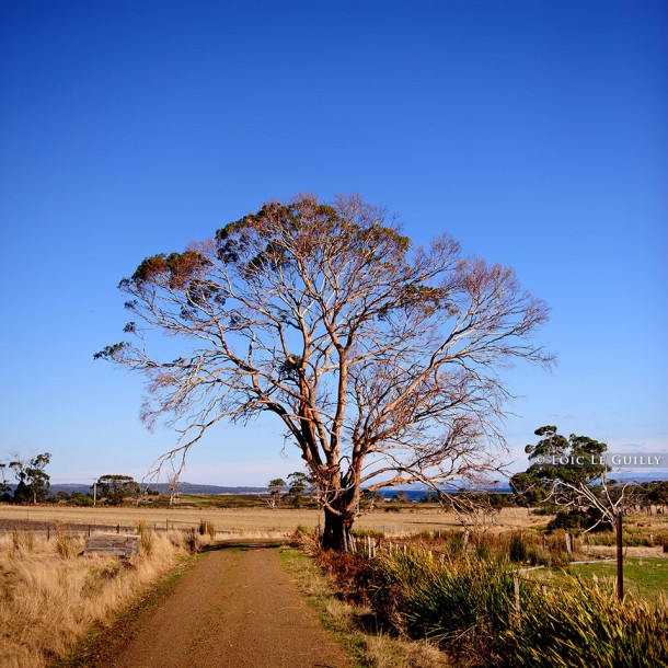 photo of a tree in Tasmania